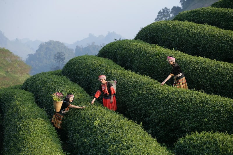 Volunteer Experiences